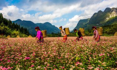 Hoa Tam Giác Mạch Hà Giang